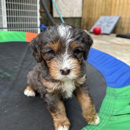 Bernedoodle, Poodle, and Saint Berdoodle Puppies from Myt fine doodles