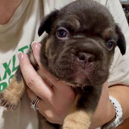Biggie - Tricolors male French Bulldog puppy in Delhi, Louisiana from 4T Ranch