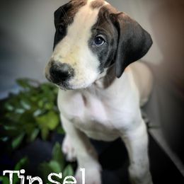 Great Dane Puppies from Sarabi’s Pride of Danes