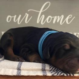 Baby Blue - Black and rust male Doberman Pinscher puppy in Fort Worth, Texas from Arkwatch Dobermans