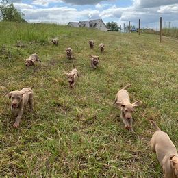 Weimaraner Puppies from Southpaw Weimaraners