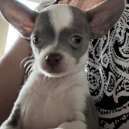 Dice - Blue and white male Chihuahua puppy in Amity, Pennsylvania from Rhoda and Verna