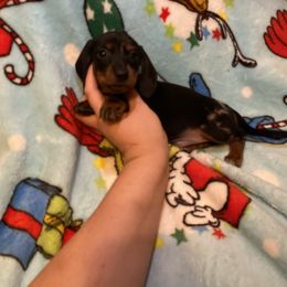 Dapple boy - Dapple male Dachshund puppy in Springfield, Tennessee from Savannah’s Doxie Palace