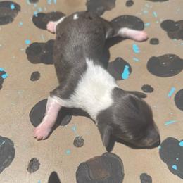 Star - Dapple female Dachshund puppy in Hawley, Texas from Foxy’s Dachshunds & Toy Aussies