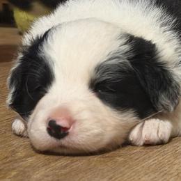May - Black and white female Border Collie puppy in Lebanon, Oregon from Cahill’s Canines