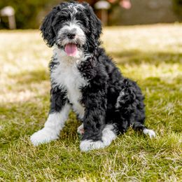 Assorted Doodle Crosses, Old English Sheepdog, and Poodle Puppies from Everyone Loves Doodlez