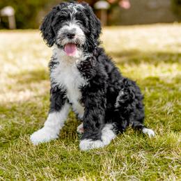 Assorted Doodle Crosses, Old English Sheepdog, and Poodle Puppies from Everyone Loves Doodlez