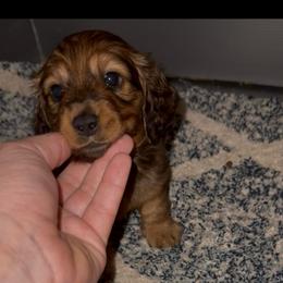 Shaded red LH - Sable male Dachshund puppy in Manteca, California from Sweet and Low Dachshunds
