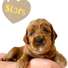 Stars - Apricot female Australian Labradoodle puppy in Upland, California from Kings Labradoodles