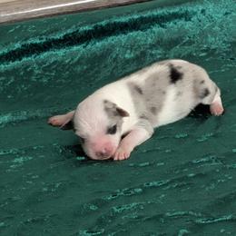 Tyler - Blue merle male Miniature Australian Shepherd puppy in Lufkin, Texas from Texas Lil Cowdogs