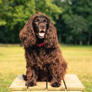 Winnie - Boykin Spaniel