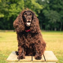 Winnie - Boykin Spaniel