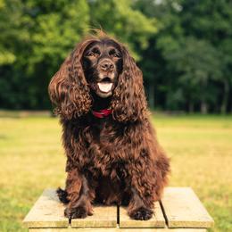 Winnie - Boykin Spaniel