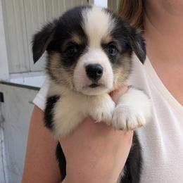 Boy 4 - Black and tan male Pembroke Welsh Corgi puppy in Edinburgh, Indiana from J Bar M Corgis