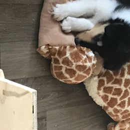 Collie Puppies from E’Marie Collies