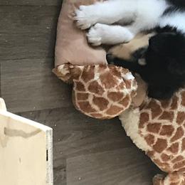 Collie Puppies from E’Marie Collies