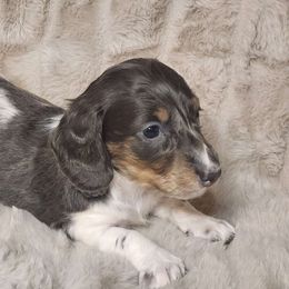 Kit Kat (blue and tan) - Piebald Dachshund puppy in Lindsay, California from Lazy K&M Dachshunds