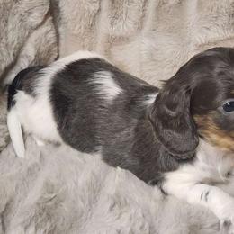 Kit Kat (blue and tan) - Piebald Dachshund puppy in Lindsay, California from Lazy K&M Dachshunds