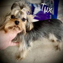 Yorkshire Terrier Puppies from Yorkie Blessings