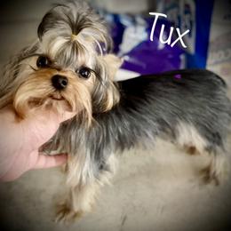 Yorkshire Terrier Puppies from Yorkie Blessings
