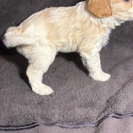 Cavalier King Charles Spaniel and Miniature Schnauzer Puppies from Lennox Thompson