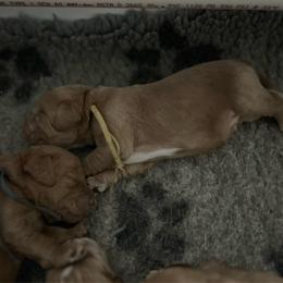 Yellow collar - Apricot male Labradoodle puppy in Mechanicville, New York from Deuce's Doodles