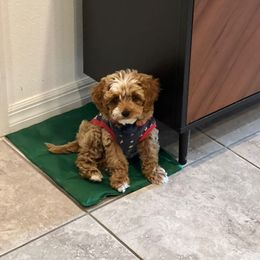 Cavapoo and Portuguese Water Dog Puppies from Gulf Coast Puppies