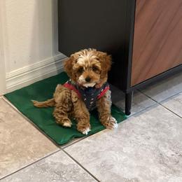 Cavapoo and Portuguese Water Dog Puppies from Gulf Coast Puppies