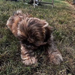 Baxter - Brindle male Shih Tzu puppy in Scottdale, Pennsylvania from Nancy’s Majestic Shih Tzus