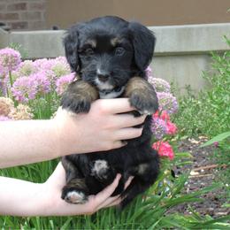 Scout - Phantom female Bernedoodle puppy in Eagle Mountain, Utah from Fur Real Puppies.