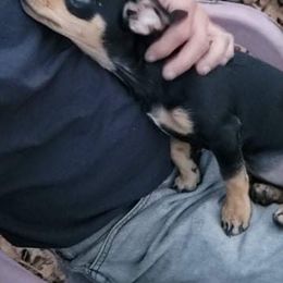 Dachshunds from Johnny's Dachshunds