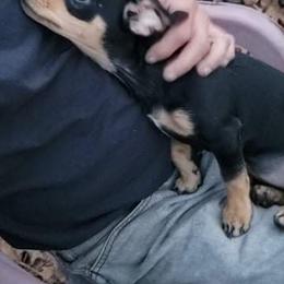 Dachshunds from Johnny's Dachshunds