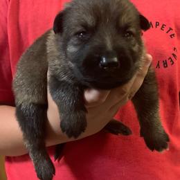 Male 7 - Sable male German Shepherd puppy in Effingham County, Illinois from Delaney Working Dogs
