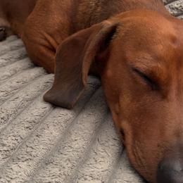 Dachshunds from Kindle & Burrow Dachshunds