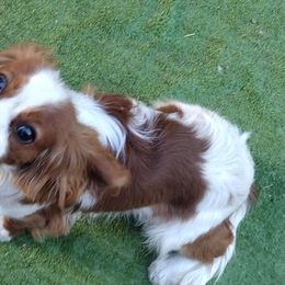 Ace - Cavalier King Charles Spaniel