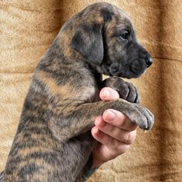 Cipher - Blue brindle male Great Dane puppy in Lebanon, Virginia from North Cedar Danes