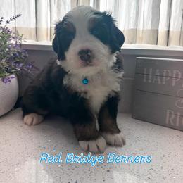 Bernese Mountain Dog Puppies from Red Bridge Berners