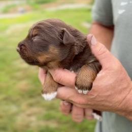 Brynlee - Red tri-color female Australian Shepherd puppy in Nicholasville, Kentucky from Sugar Creek Aussies