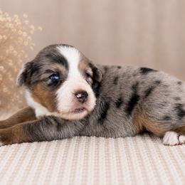 Roman - Blue merle male Toy Australian Shepherd puppy in Leitchfield, Kentucky from Legendmaker MAS