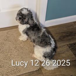 Lucy - Shih Tzu