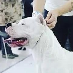 Boy - Dogo Argentino