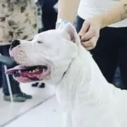 Boy - Dogo Argentino