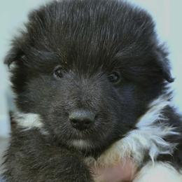 Boy 1 - Black and white male Shetland Sheepdog puppy in Deer Island, Oregon from Conestoga Shelties