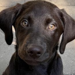 Boy 1 - Chocolate male Labrador Retriever puppy in Holly Springs, North Carolina from Winter Creek Labradors