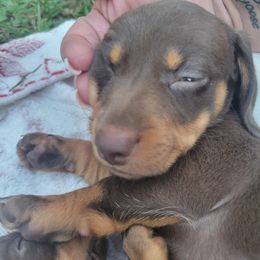 Sarah - Chocolate and tan female Dachshund puppy in Onalaska, Texas from Weenies on the Lake
