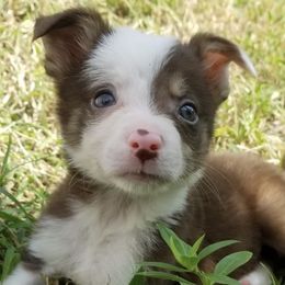 Border Collies from Tarot Border Collies