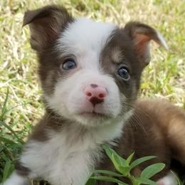 Border Collies from Tarot Border Collies
