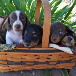 Dachshund Puppies from Renberg's Elite Dachshunds