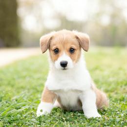 Green Collar - Corduroy - Red male Pembroke Welsh Corgi puppy in Waverly Hall, Georgia from 6g Ranch Corgis