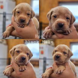 Roy - Black Collar - Yellow male Labrador Retriever puppy in Boyd, Minnesota from Lindley Labradors